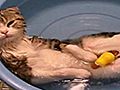 Hot Tub Cat Is Chillin | BahVideo.com