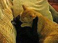 Ask-i Memnu nun kedilerde etkisi  | BahVideo.com