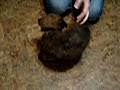 Wheaten puppies 1st video | BahVideo.com