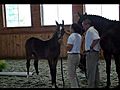 Rehoboth TF Rousseau x Sandro Hit Filly Premium Foal Inspect | BahVideo.com
