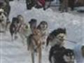 Alaska org - Talkeetna Sun Dog Kennel Alaska -  | BahVideo.com