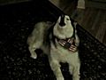 For Our Stars and Stripes Singing Malamute | BahVideo.com