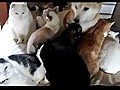 Dog and His Cat Crew | BahVideo.com