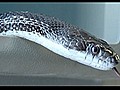 Mechanic Finds 4-Foot-Long Snake Under Hood | BahVideo.com