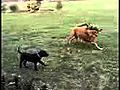 Dog Gang Fight lol | BahVideo.com
