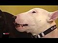 Der Hund Armani ist tot | BahVideo.com