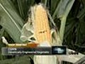 Ear Of Genetically Modified Corn Begs For Death | BahVideo.com