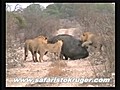 Lions Kill Hippo Not For Sensitive Viewers mp4 | BahVideo.com
