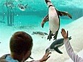Penguins in UK have new place to call home | BahVideo.com