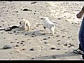 Lily amp Poppy go to the beach | BahVideo.com