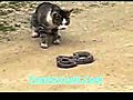 Snake Hunt By Cute Cat | BahVideo.com