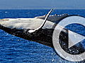 Planet 100 Sunburned Whales | BahVideo.com