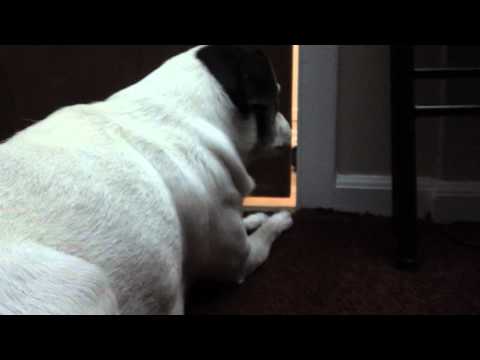 Famous Dog sniffing test | BahVideo.com