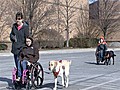 Service dogs to the rescue | BahVideo.com