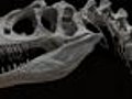 Dinosaur Body Temperatures | BahVideo.com