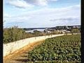 Buy Saumur-Champigny Loire Wine  | BahVideo.com