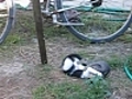 Bataille de chatons | BahVideo.com