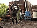 Ape With AK-47 | BahVideo.com