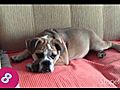 Bulldog English Ingl s Mirna | BahVideo.com