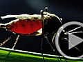 Planet 100 Super Mosquitoes Fight Dengue | BahVideo.com
