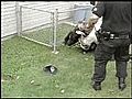 Cops Capture Cow | BahVideo.com