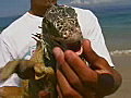Royalty Free Stock Video SD Footage Zoom Into a Large Iguana in Puerto Vallarta Mexico | BahVideo.com