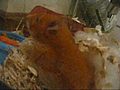 My Pregnant Hamster  | BahVideo.com