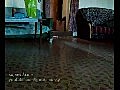attack kitten vs scary object | BahVideo.com