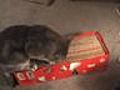 How To Make a Cat Scratch Pad | BahVideo.com