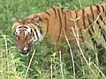 Top tiger conservationists get together to save the tiger | BahVideo.com