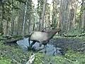 Young Elk Plays in a Puddle | BahVideo.com