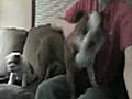 Me trying to get the dogs to play | BahVideo.com