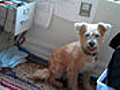 Meet Maggie Link TV s Shelter Dog | BahVideo.com