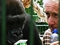 Gorilla shacks up with Zoo manager | BahVideo.com