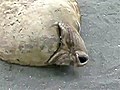 Sleeping Seal Snores | BahVideo.com
