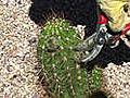 How to Prune a Tricocerrus Desert Plant | BahVideo.com