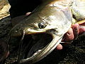 River Monsters A Snake-Like Catfish | BahVideo.com