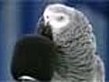 World s smartest bird  | BahVideo.com