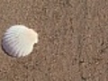 Seashell on beach - HD | BahVideo.com