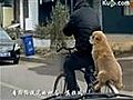 Even gaan fietsen met je hond | BahVideo.com