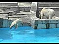  Polar Bear takes a plunge into a pool | BahVideo.com