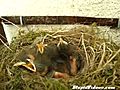 Chicks Wait For Food | BahVideo.com