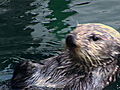 Animals Sea Otter Poop May Help Save Species | BahVideo.com