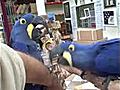 Hyacinth Macaws Birds for Sale Golden Cockatoo  | BahVideo.com