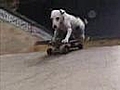 EXTREME PETE DOG TRAIN YOUR DOG TO DO THIS | BahVideo.com