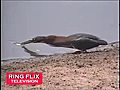 Amazing Bird Fishes Like a Human | BahVideo.com