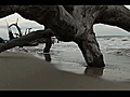 Pure scenic beauty Waves crashing on Driftwood Beach in Jekyll Island GA  | BahVideo.com