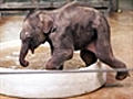 Elephant s first bath | BahVideo.com