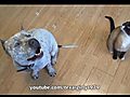 Pit Bull Sharky and cat Max-Arthur want treats  | BahVideo.com