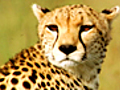 The Cheetah Diet | BahVideo.com